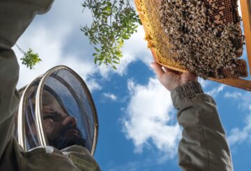 apiculteur et un cadre avec essaim