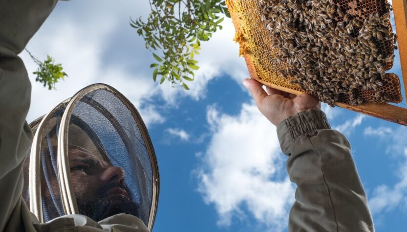 apiculteur et un cadre avec essaim